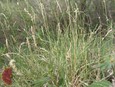 Common Curly Mesquite