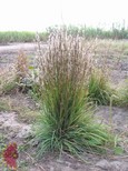 Little Bluestem