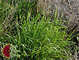 Plains Bristlegrass