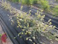 Golden Dalea