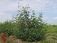 Prairie Acacia