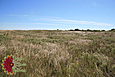 Seacoast Bluestem