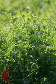 Deer Pea Vetch