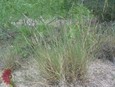 Rio Grande Bristlegrass