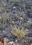 Hall's Panicum