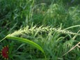 Southwestern Bristlegrass