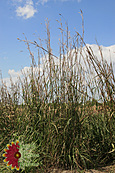 Big Bluestem