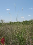 Cane Bluestem