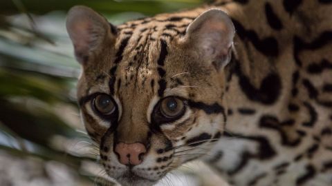 what would happen if ocelots went extinct